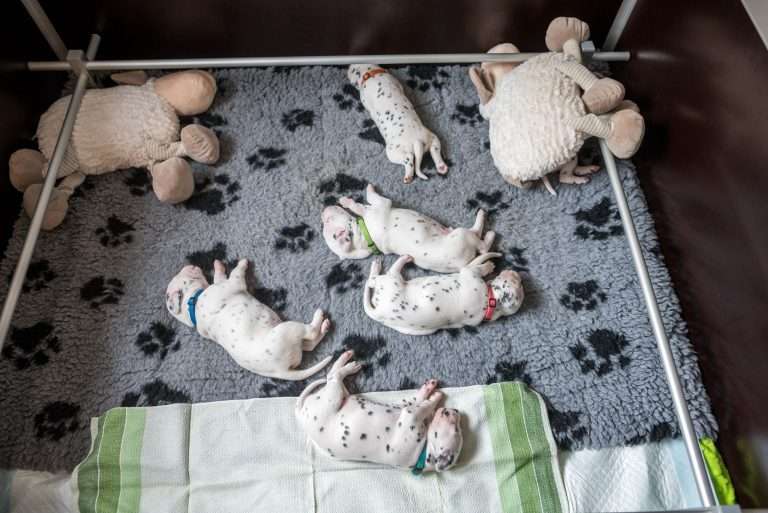 A-Wurf 17. Lebenstag (4)