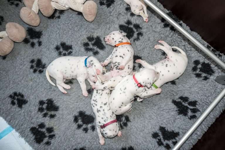 A-Wurf 17. Lebenstag (5)