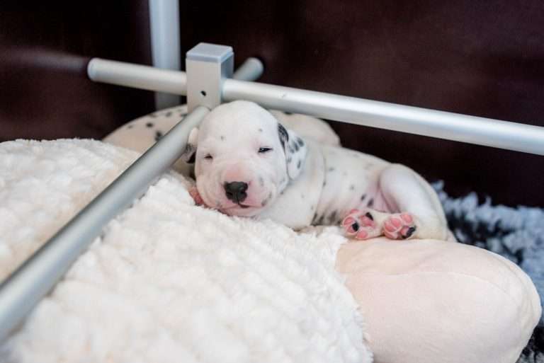 A-Wurf 17. Lebenstag (6)