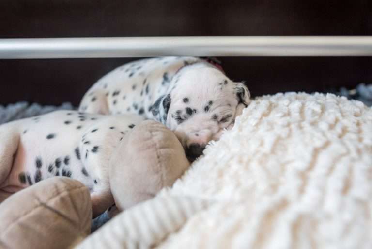 A-Wurf 17. Lebenstag (7)