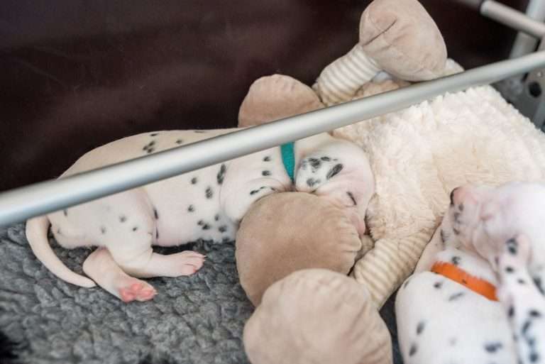 A-Wurf 17. Lebenstag (8)