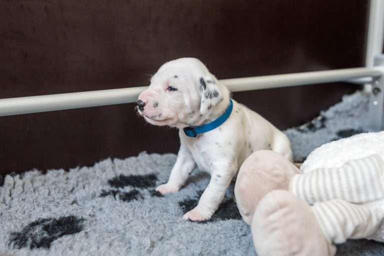 A-Wurf 17. Lebenstag (9)