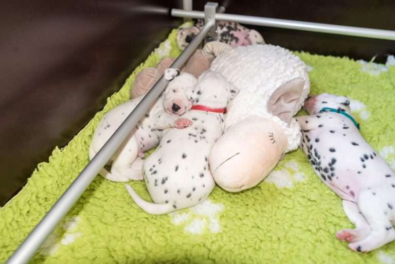 A-Wurf 18. Lebenstag (1)