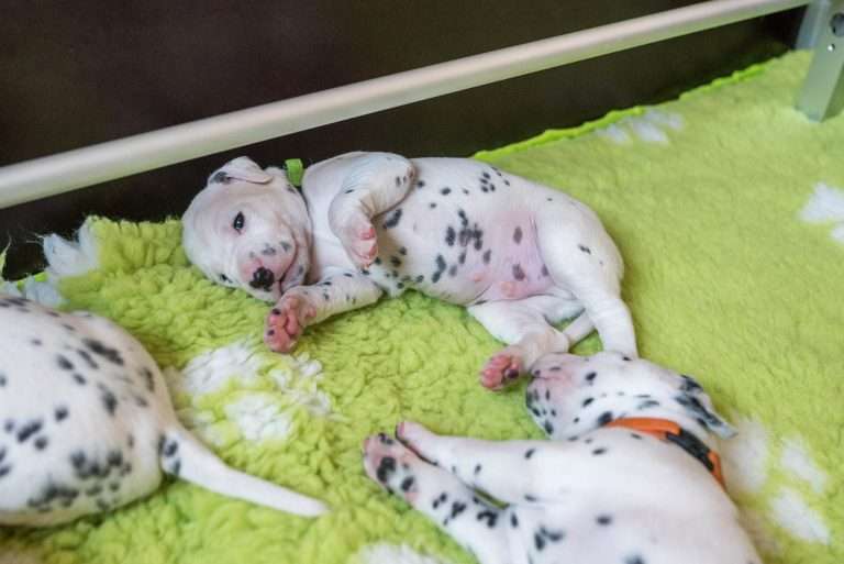 A-Wurf 18. Lebenstag (10)