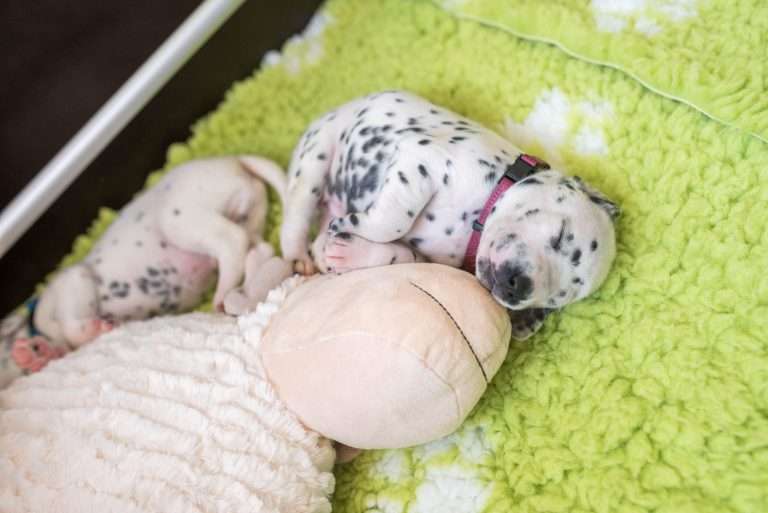 A-Wurf 18. Lebenstag (2)