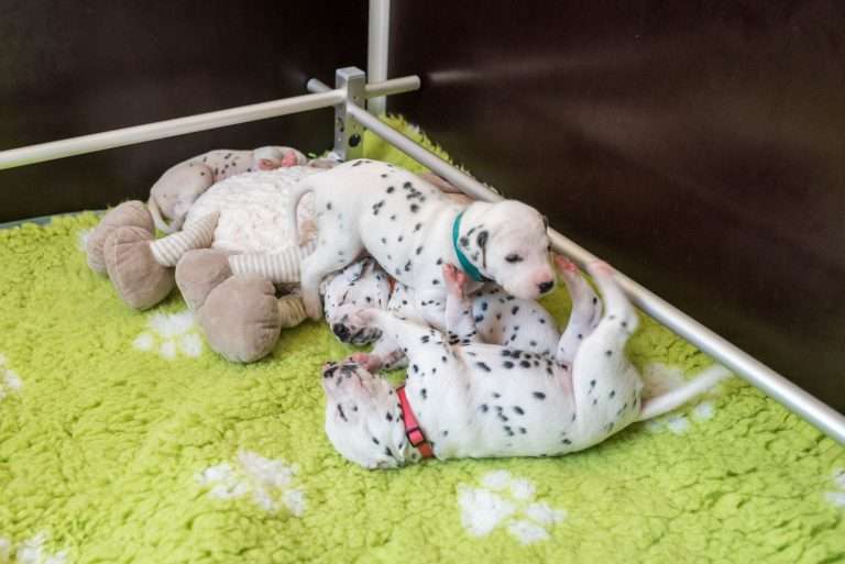 A-Wurf 18. Lebenstag (3)