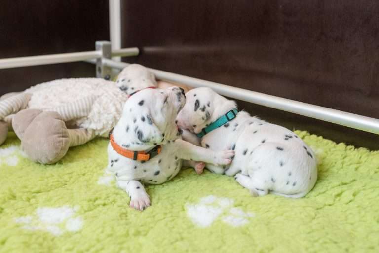 A-Wurf 18. Lebenstag (4)