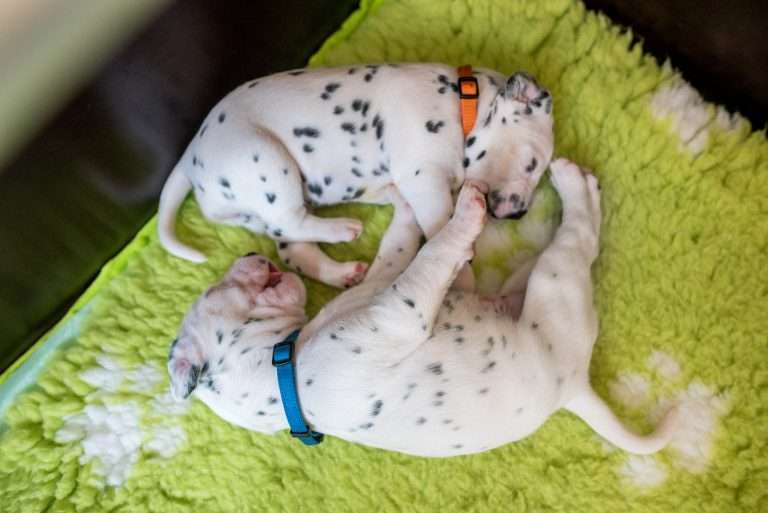 A-Wurf 18. Lebenstag (5)