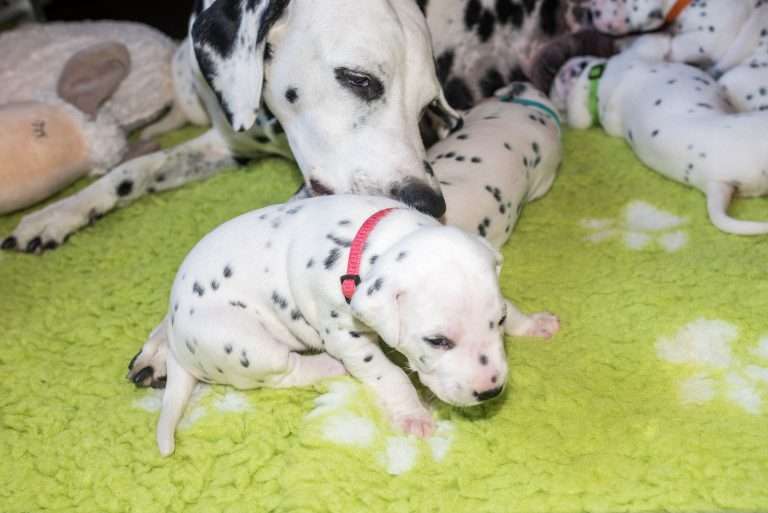 A-Wurf 18. Lebenstag (6)