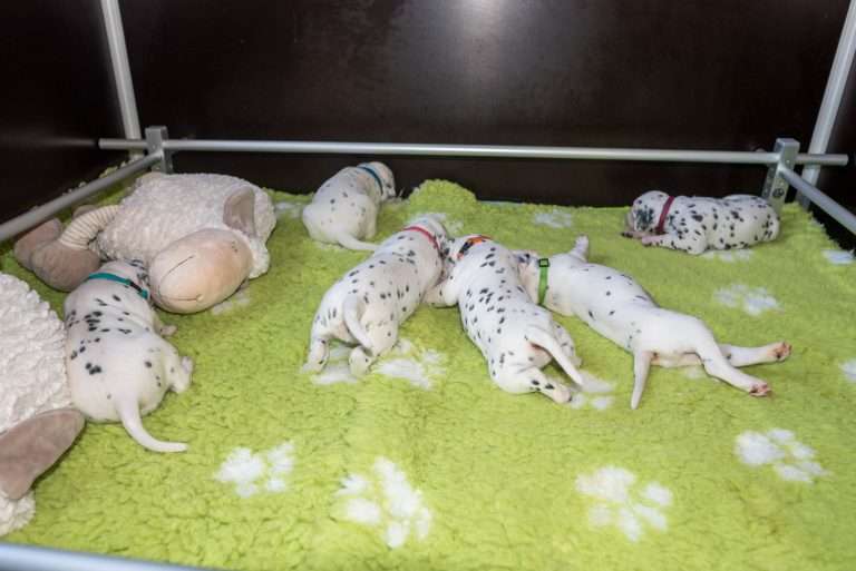 A-Wurf 18. Lebenstag (7)