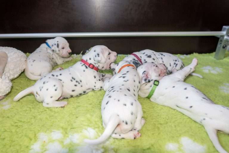 A-Wurf 18. Lebenstag (8)