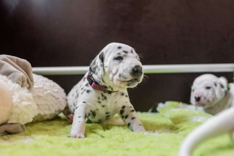 A-Wurf 18. Lebenstag (9)