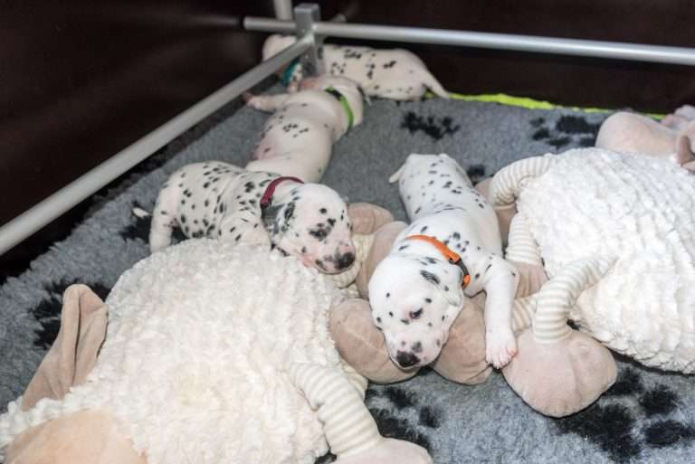 A-Wurf 19. Lebenstag (1)