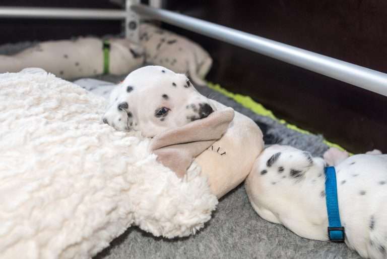 A-Wurf 19. Lebenstag (10)