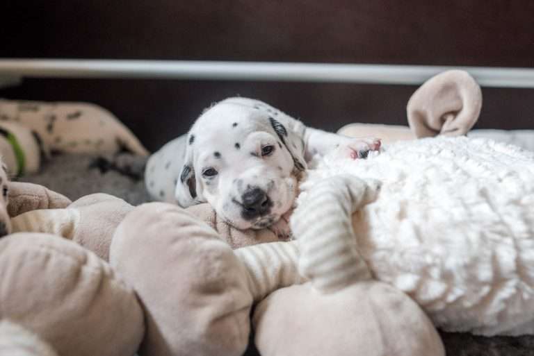 A-Wurf 19. Lebenstag (11)