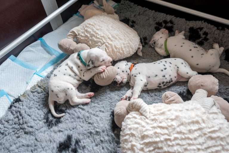 A-Wurf 19. Lebenstag (2)