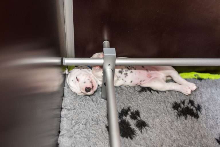 A-Wurf 19. Lebenstag (3)