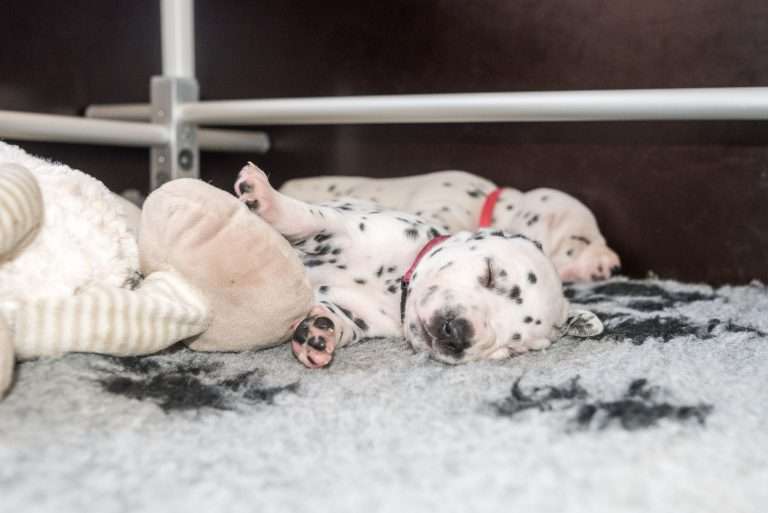 A-Wurf 19. Lebenstag (4)