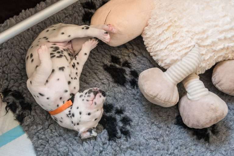 A-Wurf 19. Lebenstag (5)