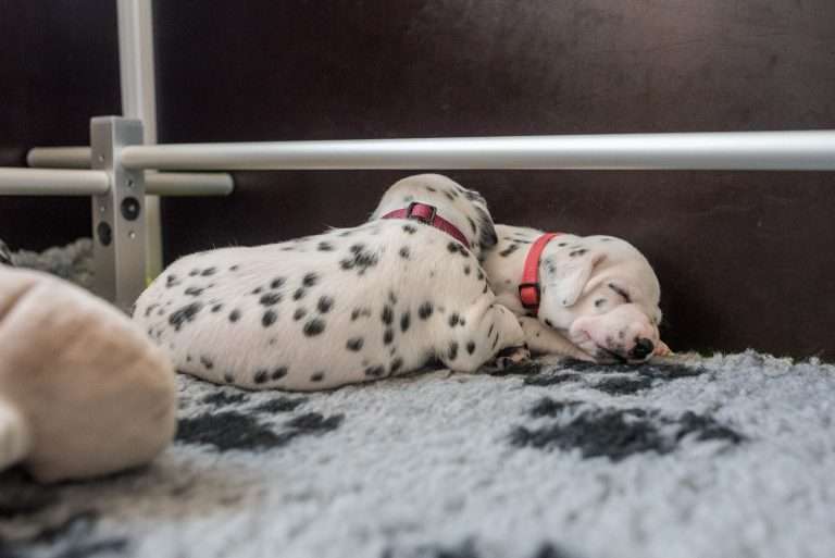 A-Wurf 19. Lebenstag (6)