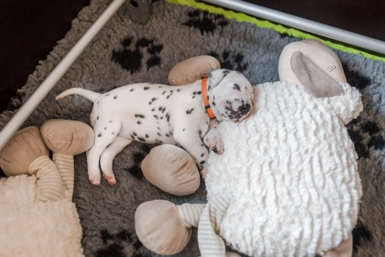 A-Wurf 19. Lebenstag (7)