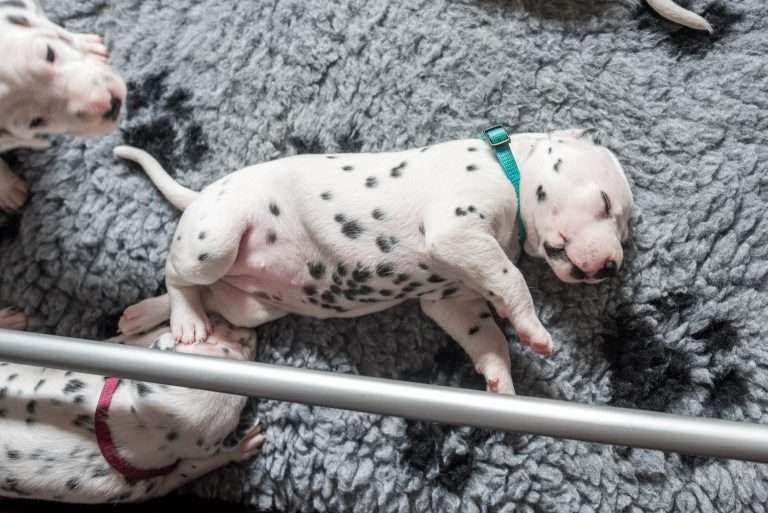 A-Wurf 19. Lebenstag (8)