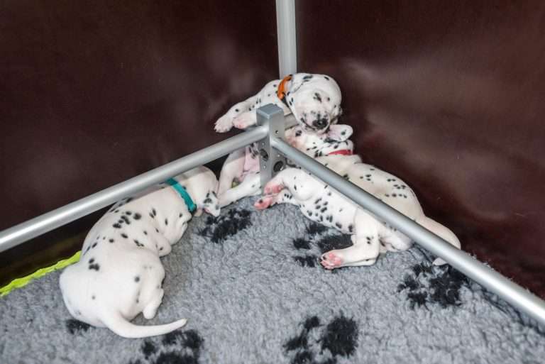 A-Wurf 19. Lebenstag (9)