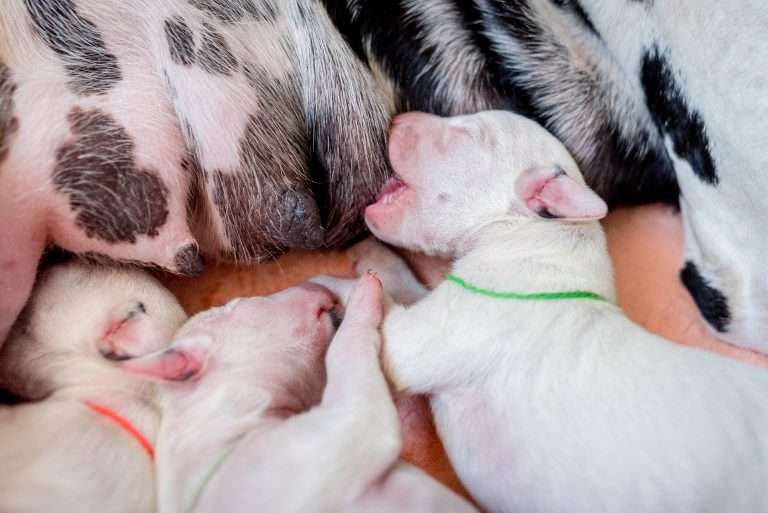 A-Wurf 2. Lebenstag (10)