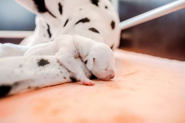 A-Wurf 2. Lebenstag (11)