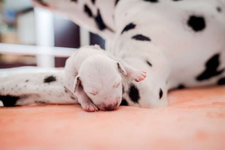 A-Wurf 2. Lebenstag (12)