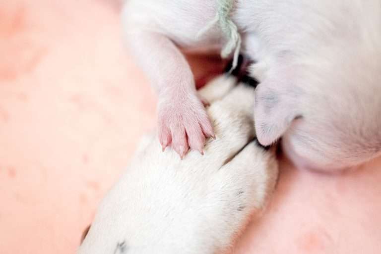 A-Wurf 2. Lebenstag (13)