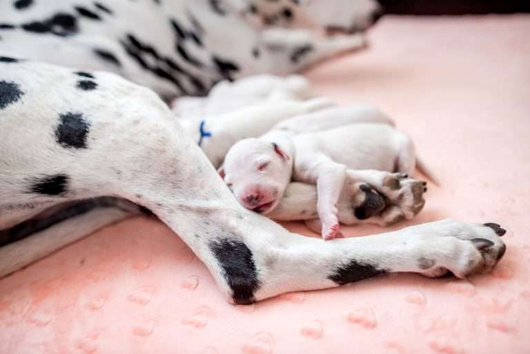 A-Wurf 2. Lebenstag (14)