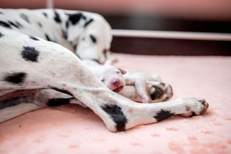 A-Wurf 2. Lebenstag (15)