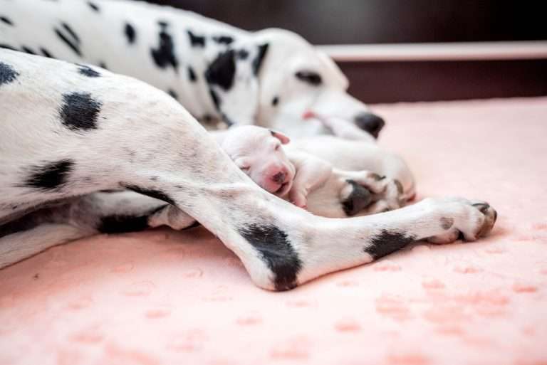 A-Wurf 2. Lebenstag (16)