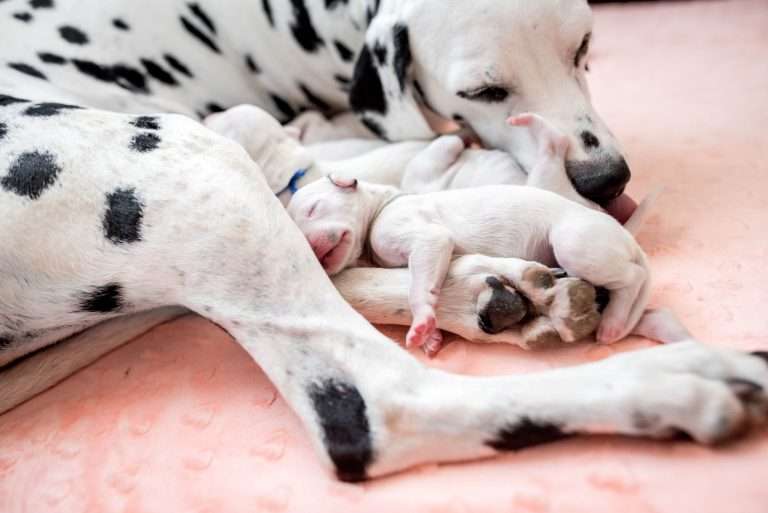 A-Wurf 2. Lebenstag (17)