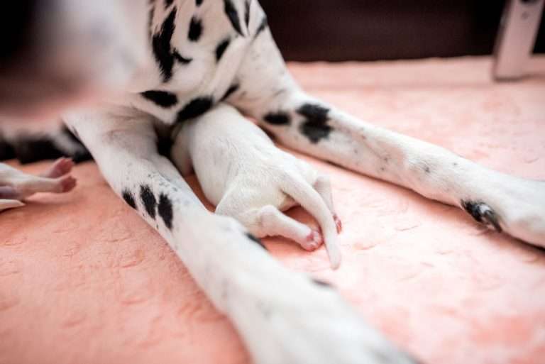 A-Wurf 2. Lebenstag (19)