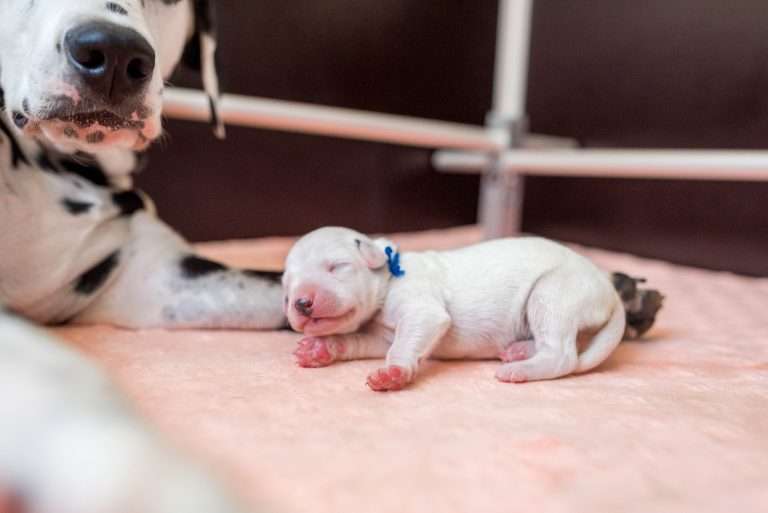 A-Wurf 2. Lebenstag (2)