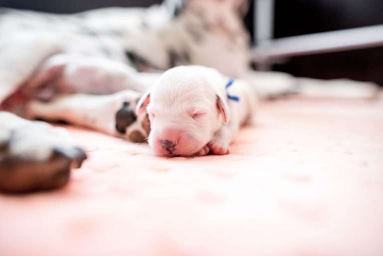 A-Wurf 2. Lebenstag (21)