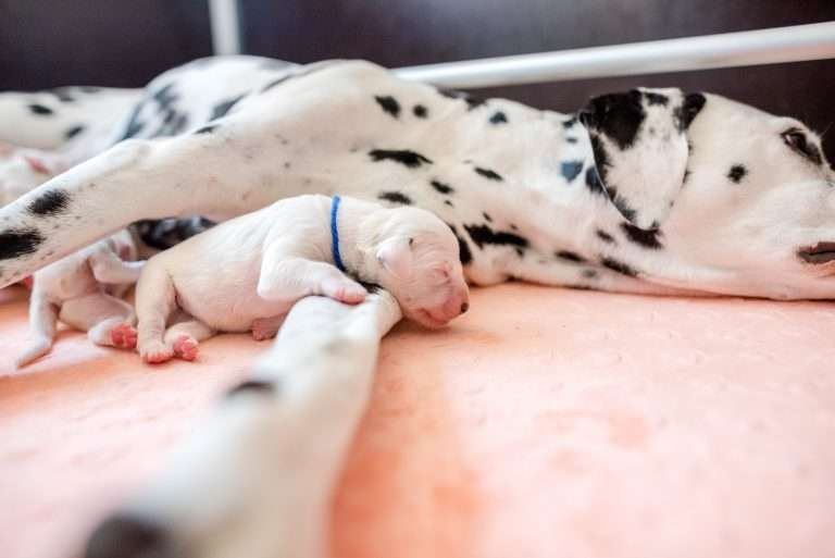 A-Wurf 2. Lebenstag (3)