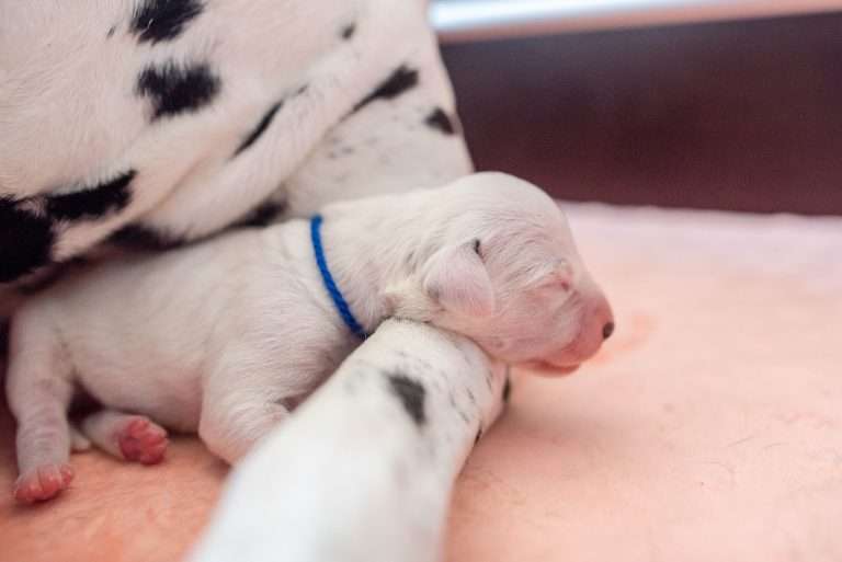 A-Wurf 2. Lebenstag (4)