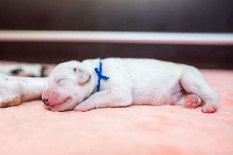 A-Wurf 2. Lebenstag (5)