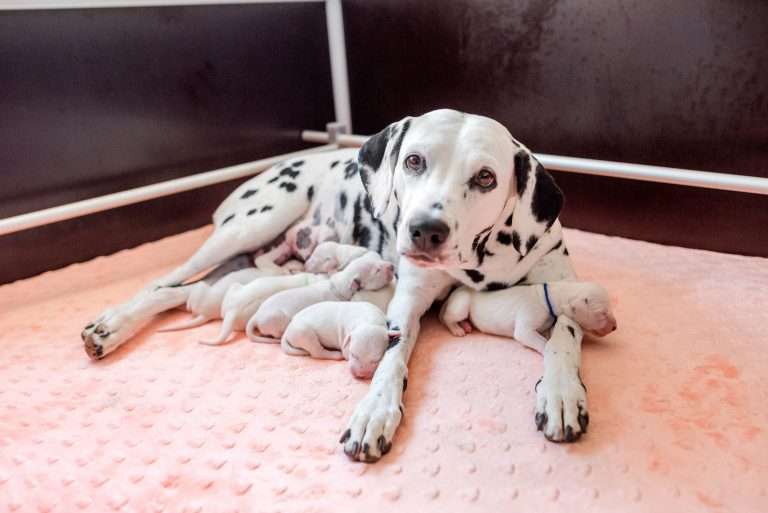 A-Wurf 2. Lebenstag (6)