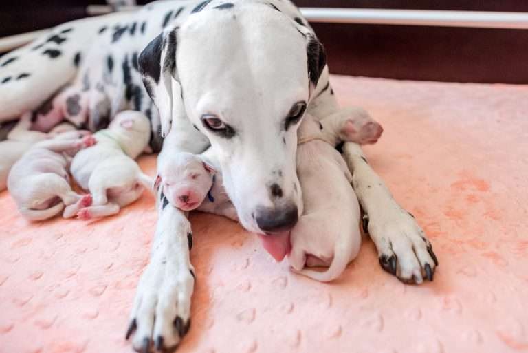 A-Wurf 2. Lebenstag (7)