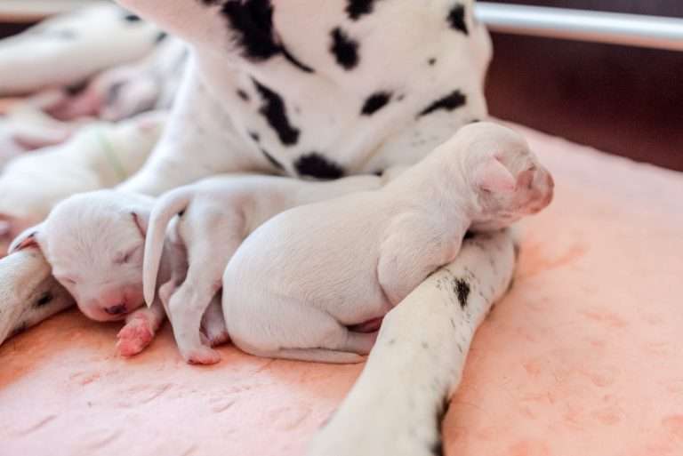 A-Wurf 2. Lebenstag (8)