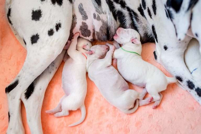 A-Wurf 2. Lebenstag (9)