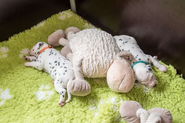 A-Wurf 20. Lebenstag (10)