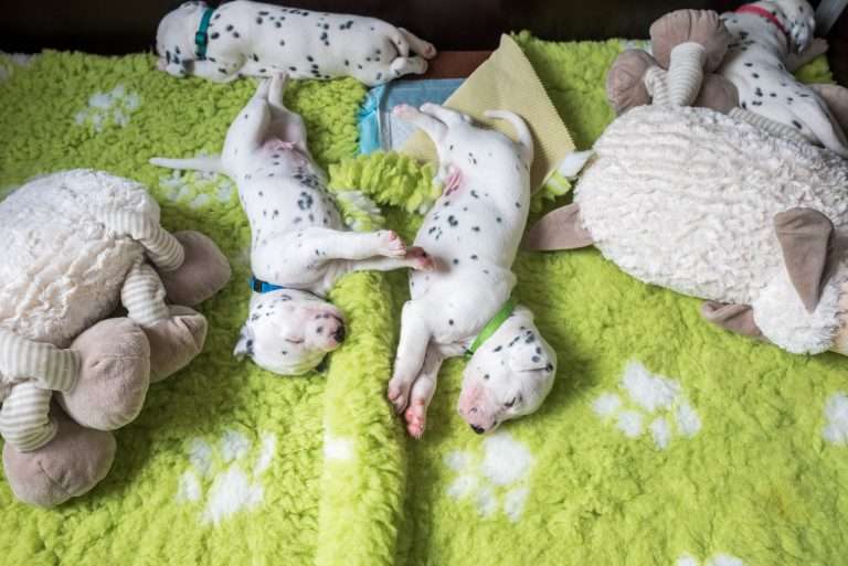 A-Wurf 20. Lebenstag (11)