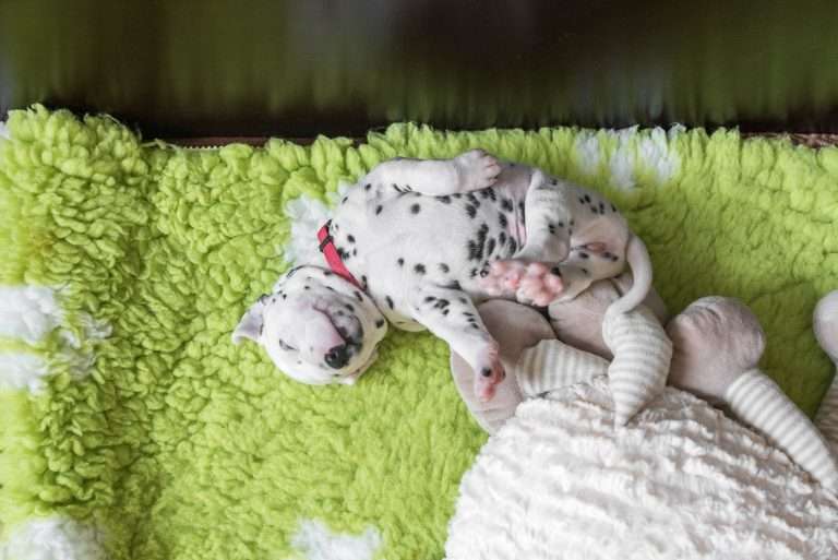 A-Wurf 20. Lebenstag (12)