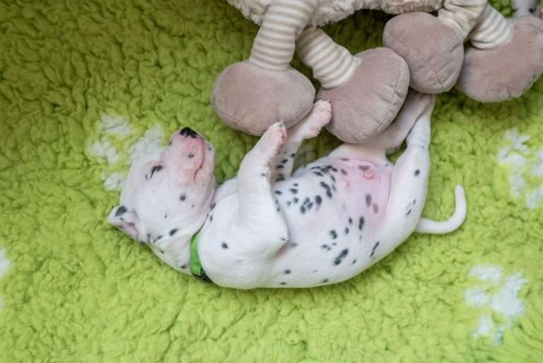 A-Wurf 20. Lebenstag (2)