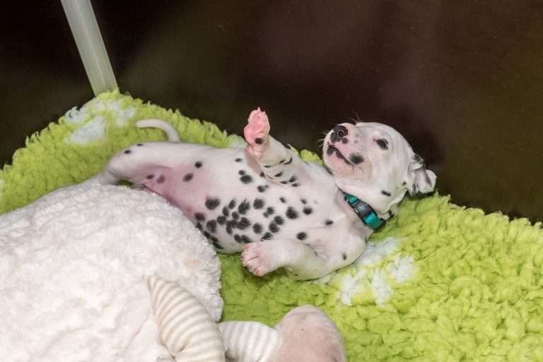 A-Wurf 20. Lebenstag (3)